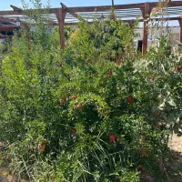 فروش-زمین-1500متری-لم-آباد-شهریار-ویلادشت