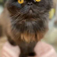 معاوضه با سگ آپارتمانی