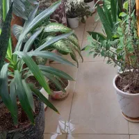 تعدادی گل طبیعی بفرش میرسدمناسب روزمادر وروز زن