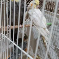 دوعدد جوجه عروس هلندی