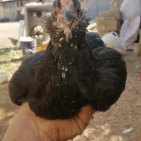 مرغ و خروس|حیوانات مزرعه|شیراز, کوشک میدان|دیوار