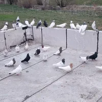 کبوترنازار