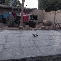 ماده دم قهوه ای