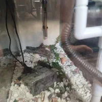 آکواریوم شرکتی شیشه خم