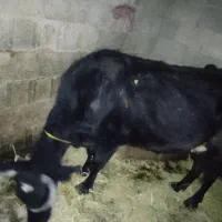 گاو دورگ محلی