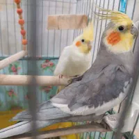 جفت عروس هلندی