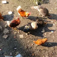 فروش مرغ و خروس