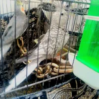 عروس هلندی|پرنده|بروجرد, |دیوار