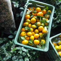 انار ،پرتغال،نارنگی|عمده‌فروشی|ملایر, |دیوار