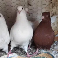 کبوتر سفید بنبویی جون و سرخ جوجه دم سفید .