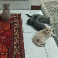 اسکاتیش فولد و استریت دو سر شجره فول|گربه|بیرجند, |دیوار