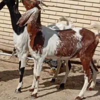 گیسه بزدوقلوزا