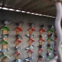 کبوتر پلاکی