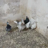 کفتر فروشی|پرنده|تاکستان, |دیوار