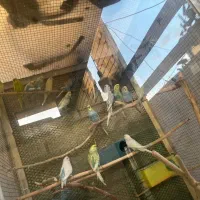 مرغ عشق رنگ خاص