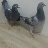 کبوتر|پرنده|شوشتر, |دیوار