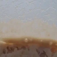 میکروورم و دافنی  زنده
