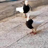 فروش چند جفت کبوتر