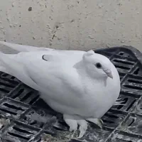 کبوتر طوقی|پرنده|عسلویه, |دیوار