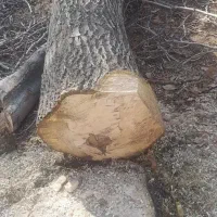 خرید درخت و چوب