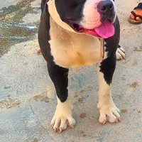 سگ نگهبان