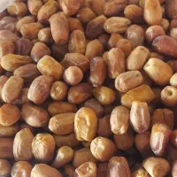 خرمای زاهدی