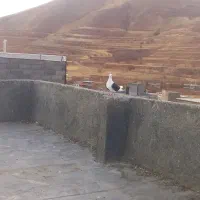 کبوتر|پرنده|سنندج, |دیوار