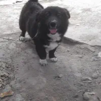 سگ پاکوتاه