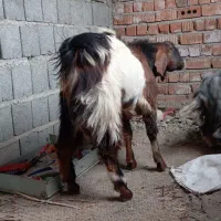 چند عدد گوسفند|حیوانات مزرعه|ایرانشهر, |دیوار