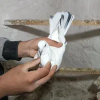 کبوتر|پرنده|کرمانشاه, |دیوار