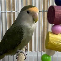 طوطی برزیلی