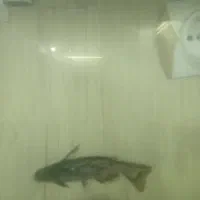 فروش و یا تعویض ماهی. گرین ترور و کت درختی