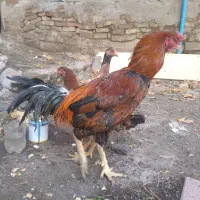 یک عدد خروس لاری ودوتا مرغ