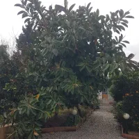 فیکوس الاستیکا|گل و گیاه طبیعی|محمودآباد, |دیوار