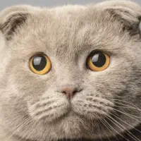 واگذاری یک جفت گربه عقیم شده اسکاتیش