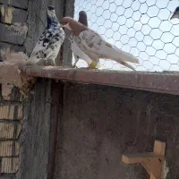 کبوتر کفتر یال گلدار