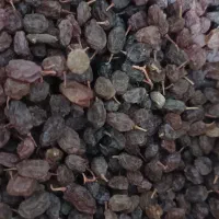 کلکسیون سرگرمی