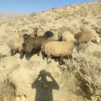 میش داشتی|حیوانات مزرعه|ارژن, |دیوار