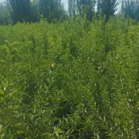 فروش انواع نهال|گل و گیاه طبیعی|اهواز, حصیرآباد|دیوار