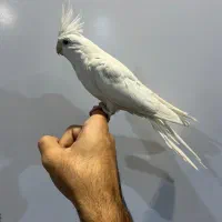 پرنده عروس هلندی عروس پاریس