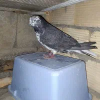 کبوتر|پرنده|کوهدشت, |دیوار