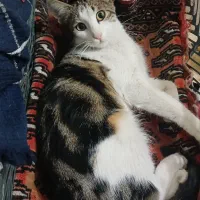 واگذاری گربه|گربه|مشهد, انقلاب|دیوار