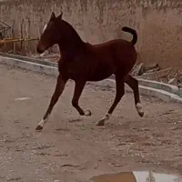 کره ماده|اسب و تجهیزات اسب‌سواری|لردگان, |دیوار