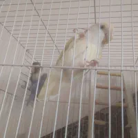 کوتوله|پرنده|مشهد, بهارستان|دیوار