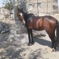 اسبچهارساله