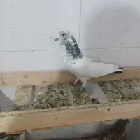 ۱۲ جفت کفتر پرشی دونسته|پرنده|خمینی‌شهر, |دیوار