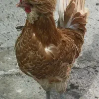 لهستانی