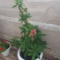 گلدان مادر مرجان هلندی طبیعی و زیبا و با دوام|گل و گیاه طبیعی|مشهد, اقبال|دیوار