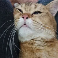 گربه نر نژاد بریتیش|گربه|قرچک, زیبا شهر|دیوار