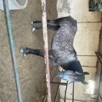 فروش اسب|اسب و تجهیزات اسب‌سواری|هشتگرد, ینگی امام|دیوار